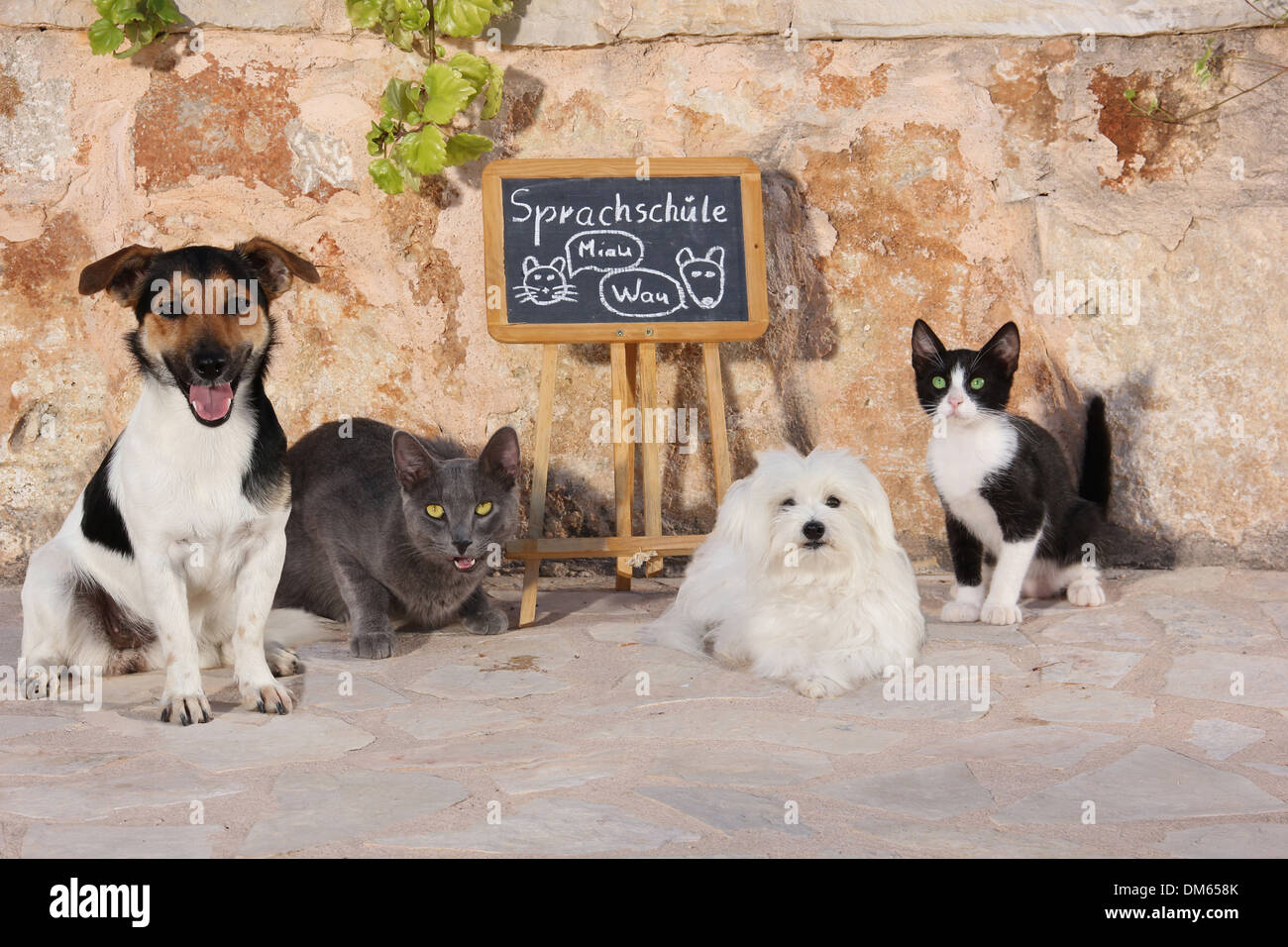 Il Maltese Jack Russell Terrier due gatti domestici seduto accanto a blackbord spiegando la lingua diversa di cani gatti Foto Stock