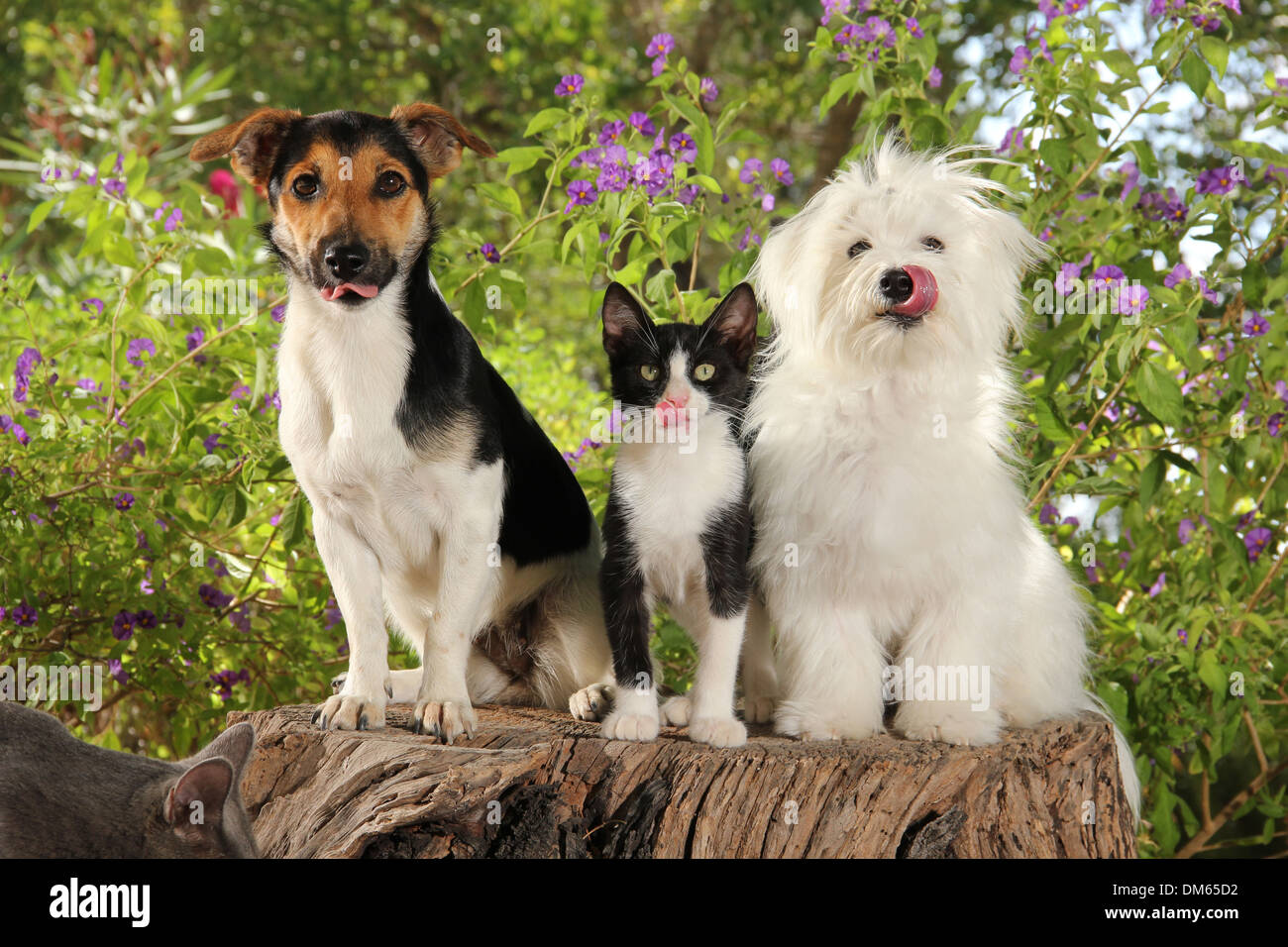 Il Maltese Jack Russell Terrier bianco nero gattino seduto ceppo di albero giardino tutti loro leccare i loro nasi Foto Stock