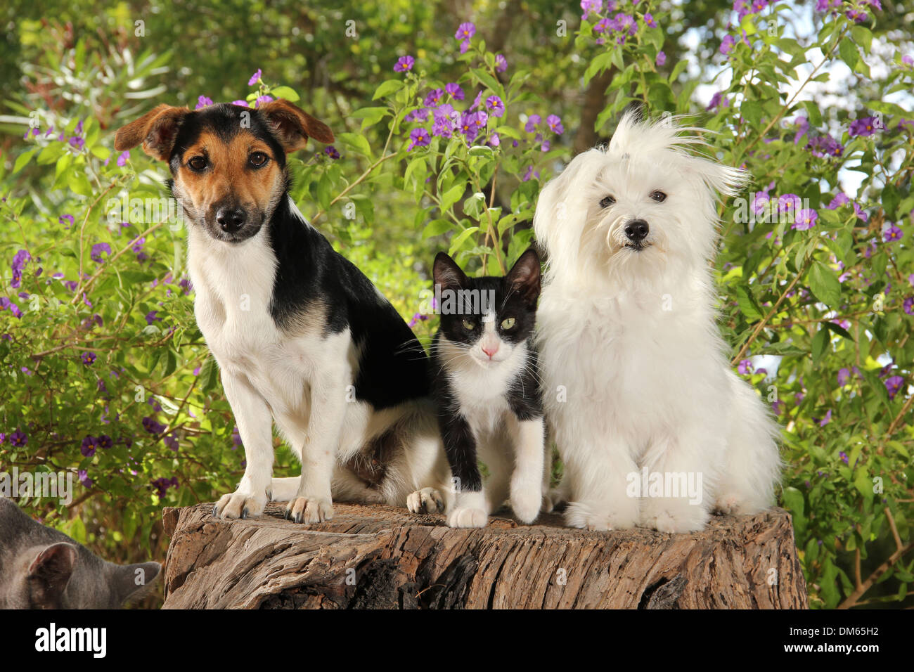 Il Maltese Jack Russell Terrier bianco nero gattino seduto ceppo di albero giardino Foto Stock
