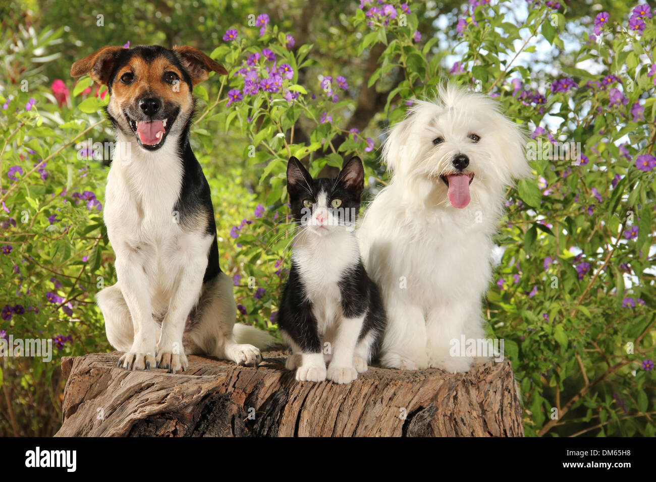 Il Maltese Jack Russell Terrier bianco nero gattino seduto ceppo di albero giardino Foto Stock