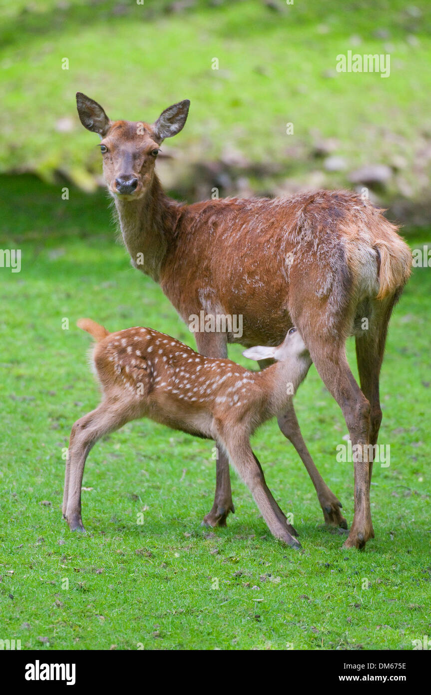 Il cervo (Cervus elaphus), hind allattamento un cerbiatto su un prato, captive, Turingia, Germania Foto Stock