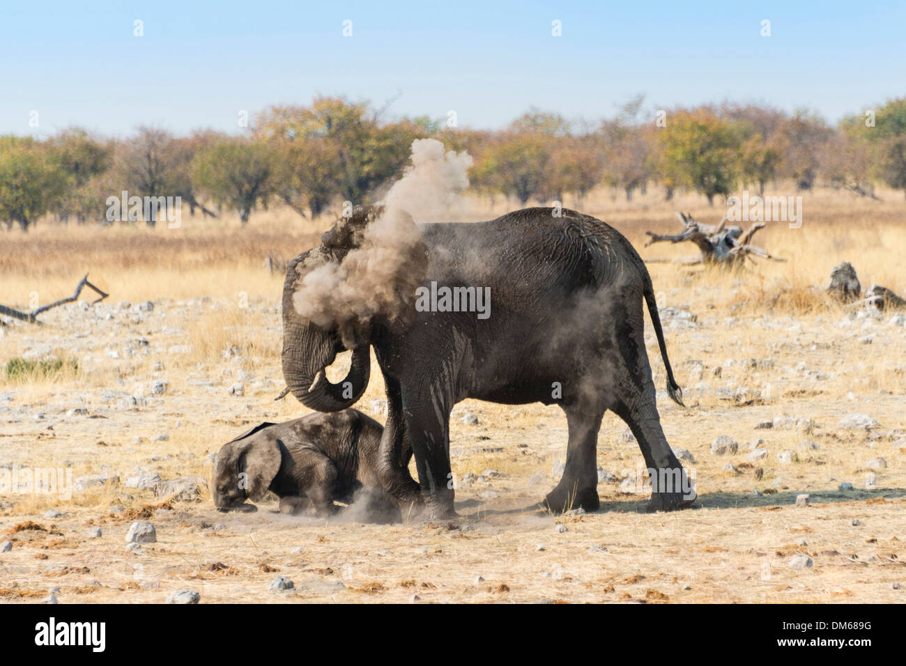 L'elefante africano (Loxodonta africana) femmina con vitello di prendere un bagno di polvere, il Parco Nazionale di Etosha, Namibia Foto Stock