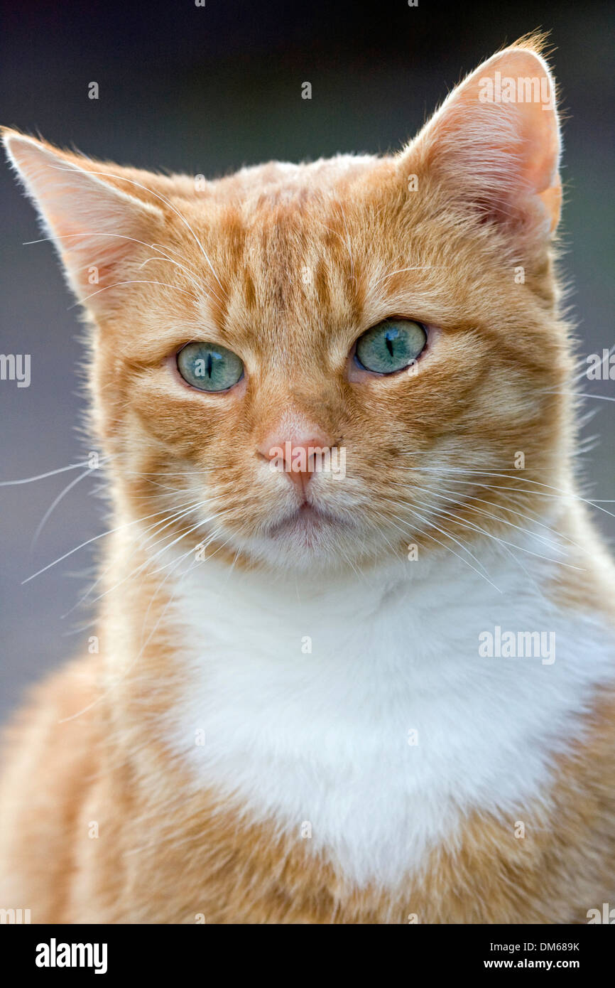 Il gatto domestico (Felis silvestris catus), Rosso tabby, ritratto, Germania Foto Stock