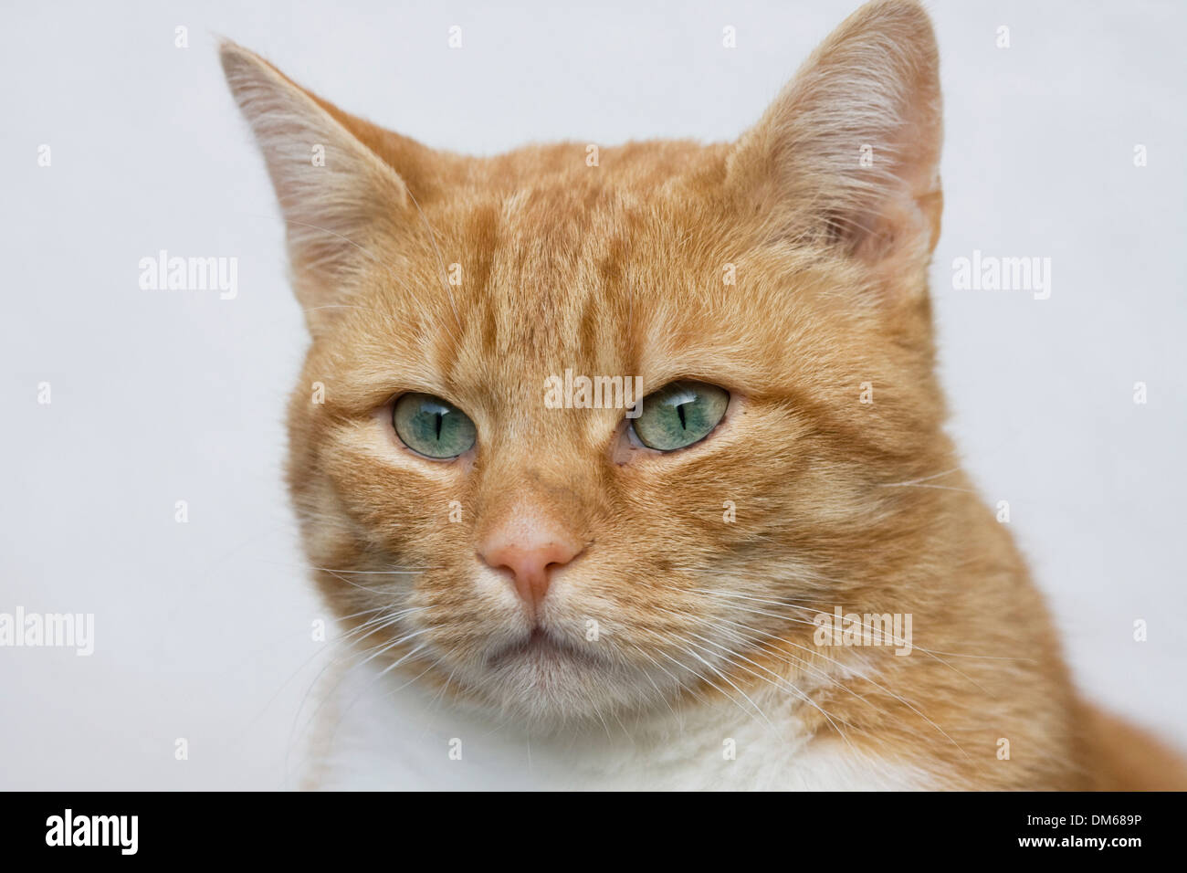 Il gatto domestico (Felis silvestris catus), Rosso tabby, ritratto, Germania Foto Stock