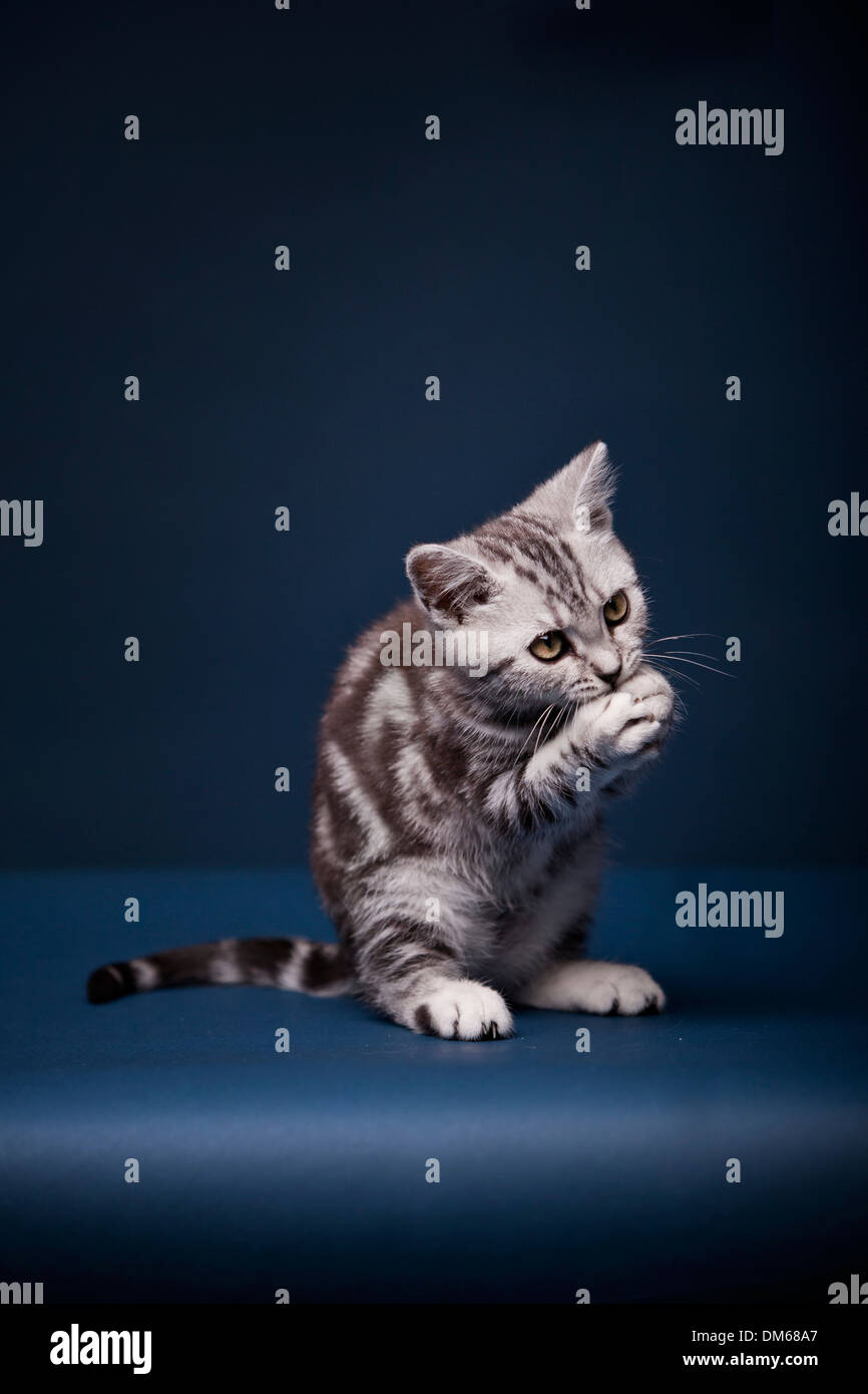 British Shorthair cat, gattino, nero silver tabby, 3 mesi, seduti sulle zampe posteriori Foto Stock