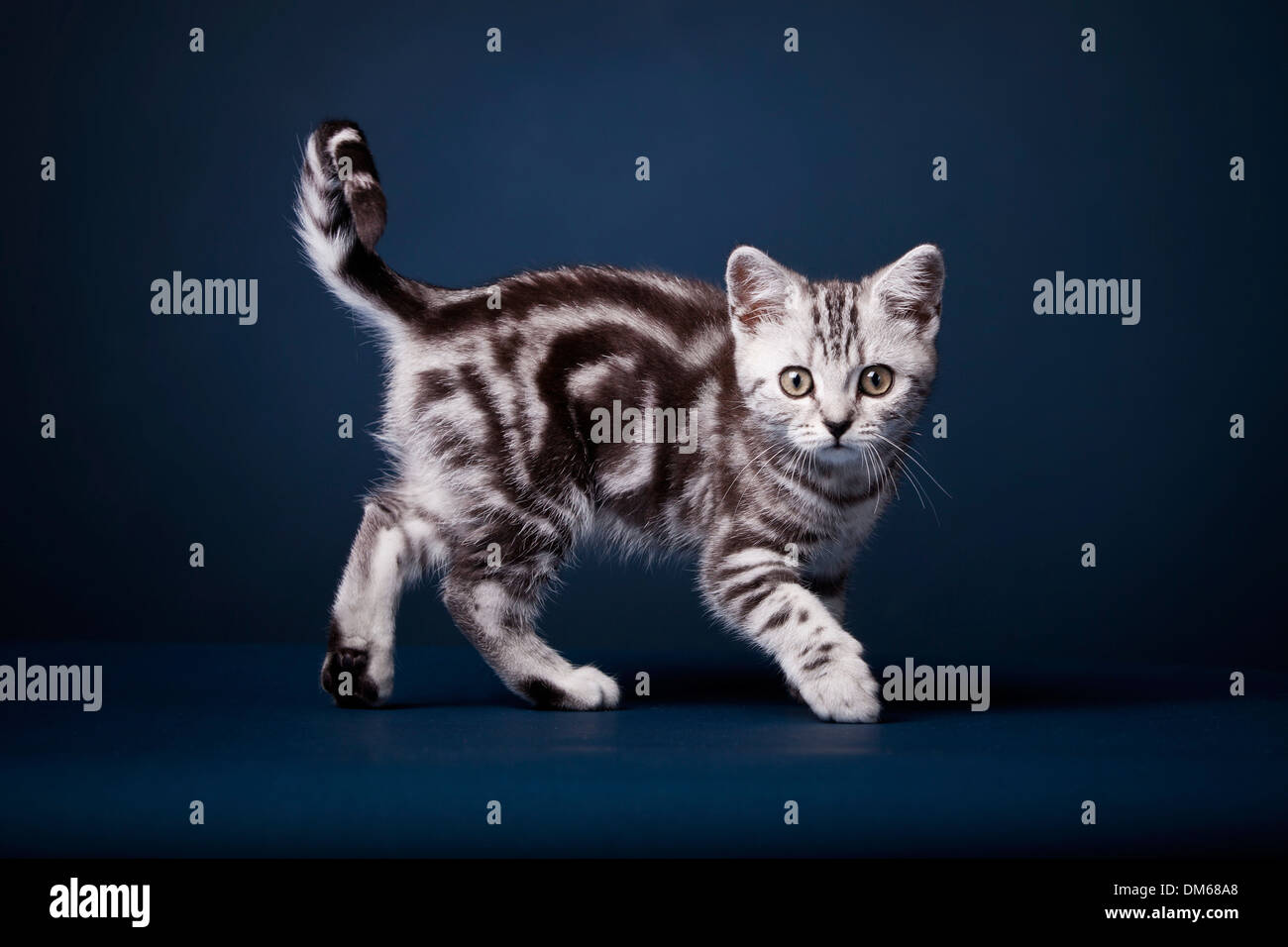 British Shorthair cat, gattino, nero silver tabby, 3 mesi Foto Stock