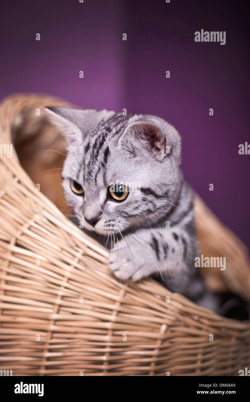 British Shorthair cat, gattino, nero silver tabby, 3 mesi, giocando in una cuccia Foto Stock