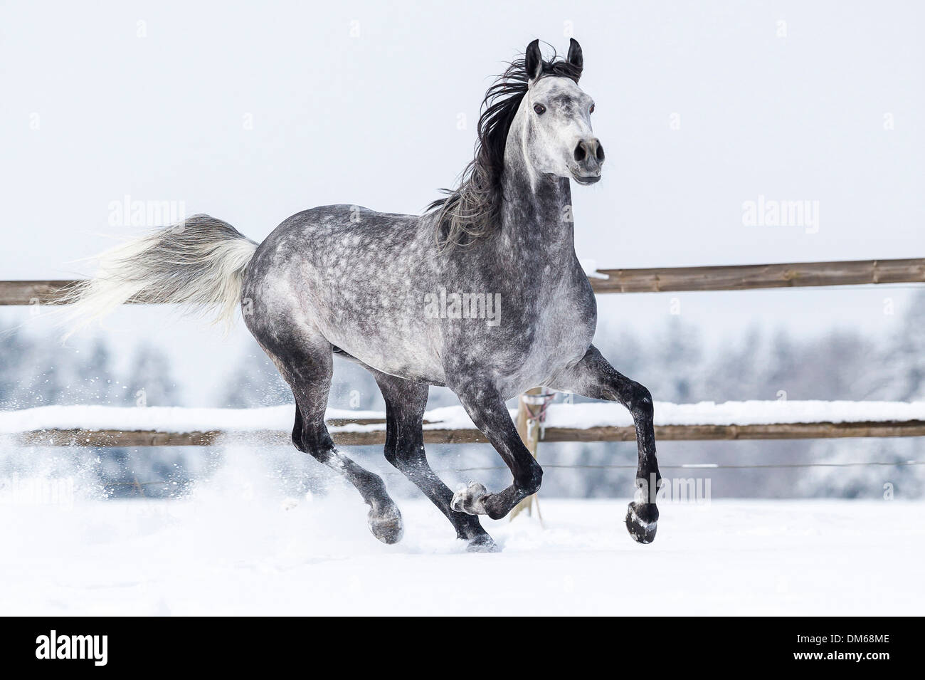 Cavallo Arabo stallone grigio al galoppo pascoli innevati Foto Stock