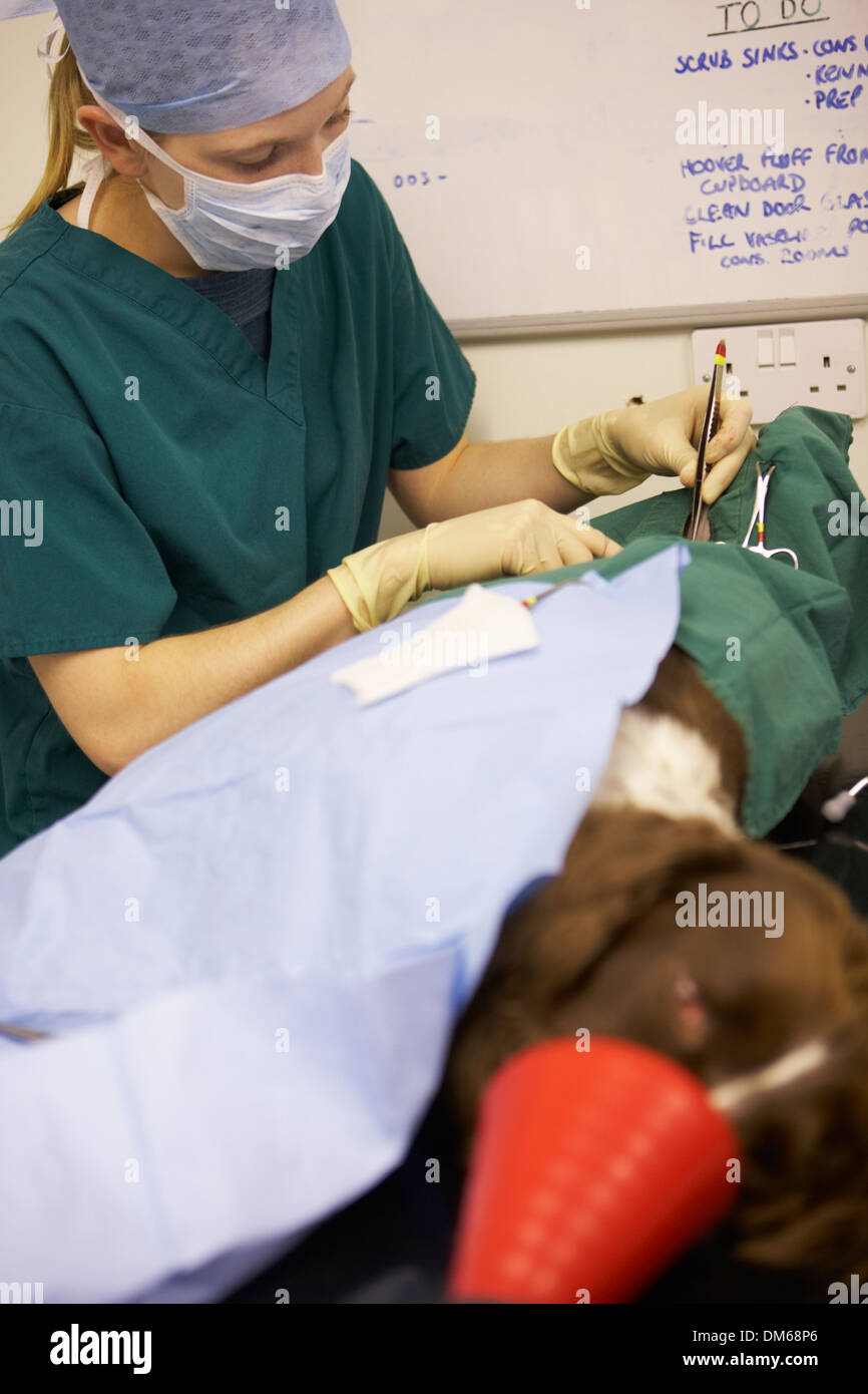 Cane che subisce un intervento chirurgico a veterinari Foto Stock