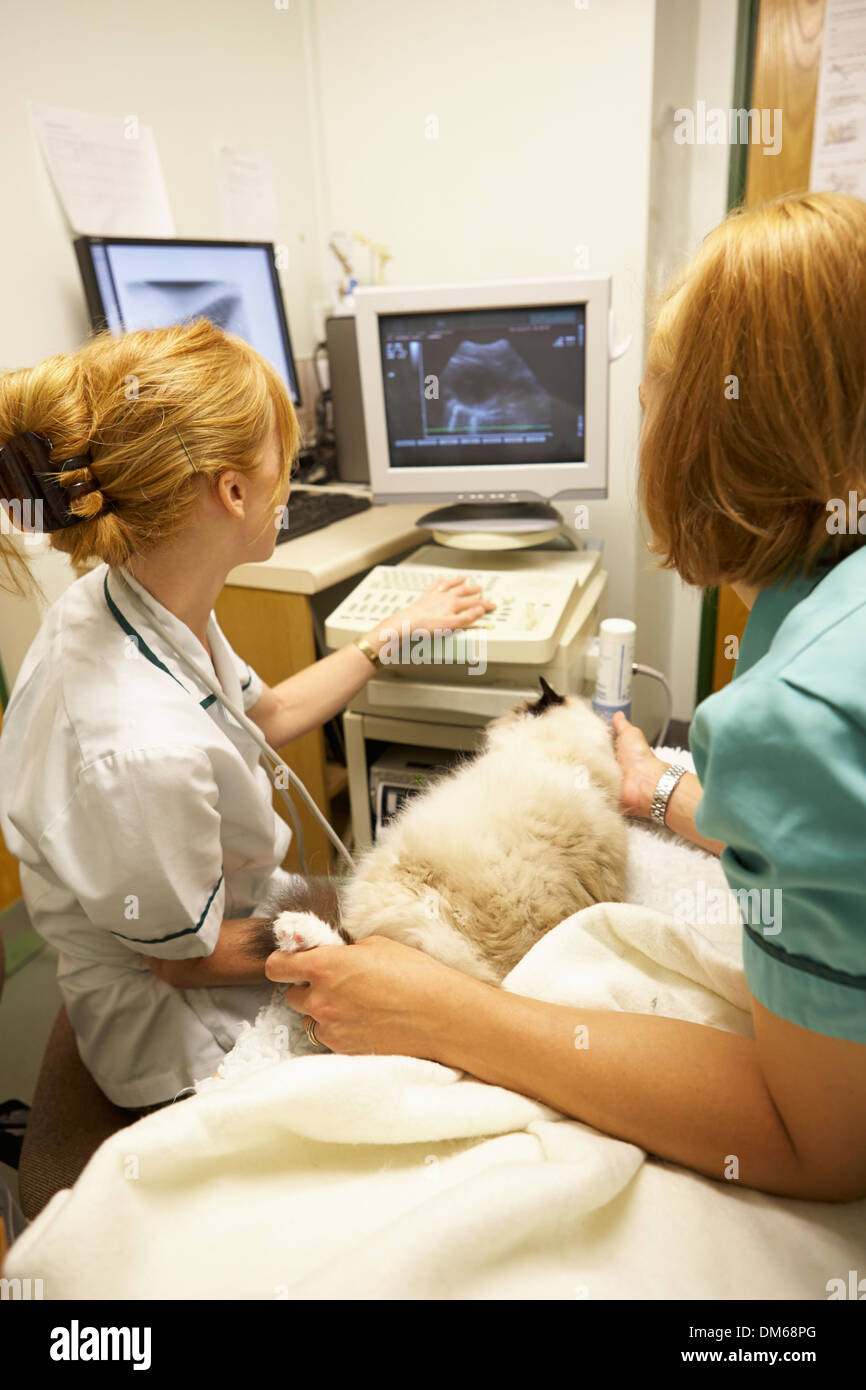 Gatto di scansione a ultrasuoni a veterinari Foto Stock