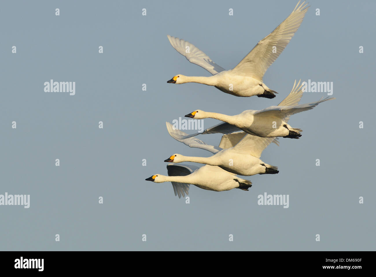 Bewick's cigni (Cygnus bewickii), in volo, regione di Emsland, Bassa Sassonia, Germania Foto Stock