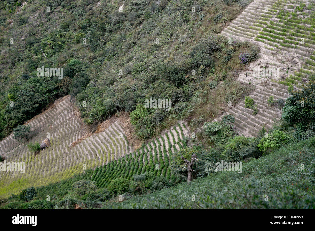 Illegali i campi di coca, Coca bussole (Erythroxylum coca) in Yungas, Coroico, Dipartimento di La Paz in Bolivia Foto Stock