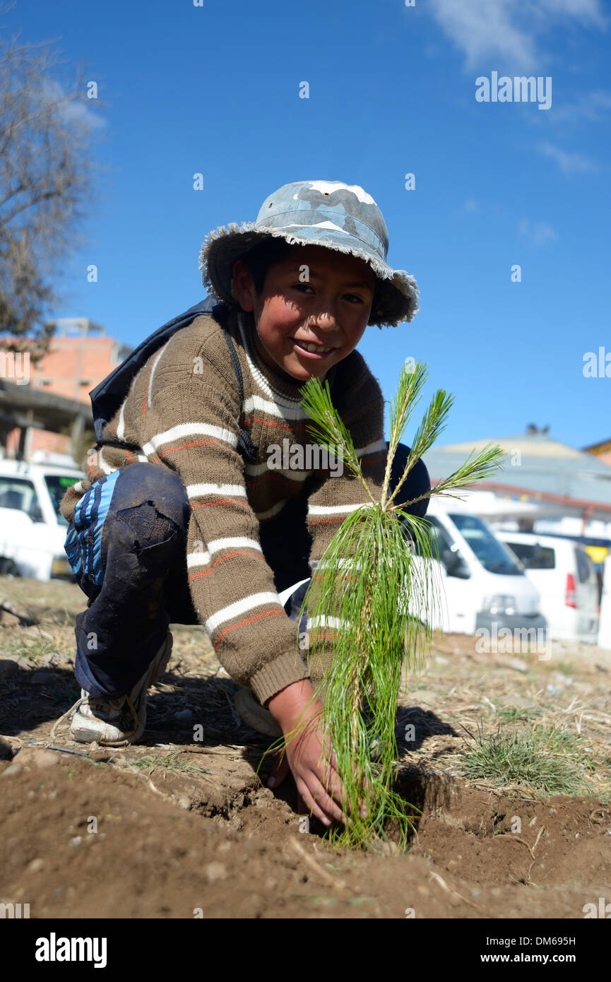 Ragazzo di piantare un albero di pino (pinus) in una giornata di azione per proteggere l'ambiente, El Alto, Dipartimento di La Paz in Bolivia Foto Stock