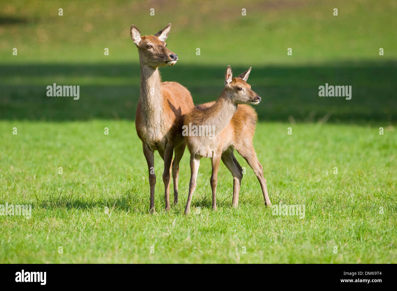 Il cervo (Cervus elaphus), cervo e vitello in piedi in un prato, captive, Baviera, Germania Foto Stock