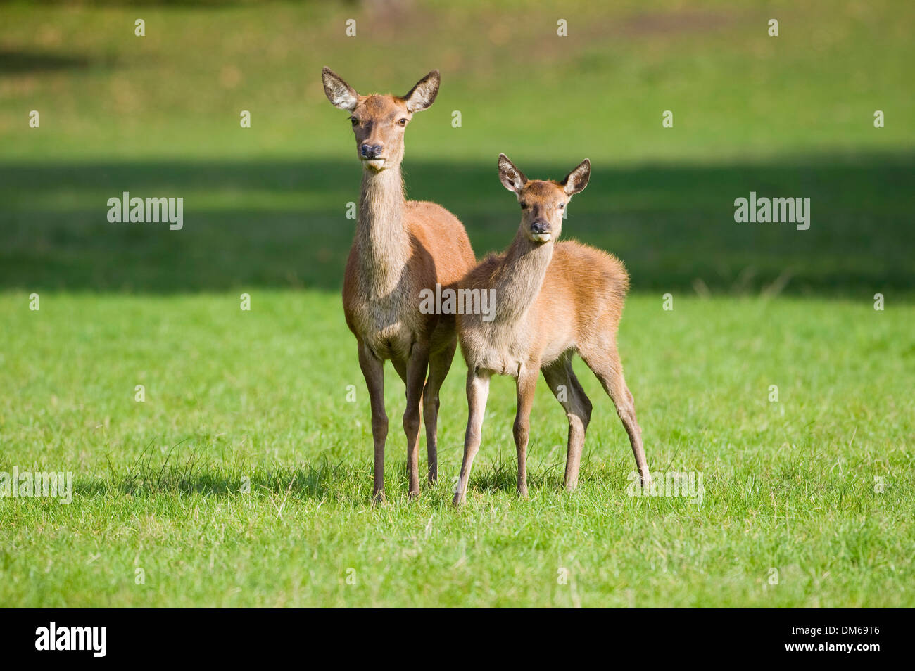 Il cervo (Cervus elaphus), cervo e vitello in piedi in un prato, captive, Baviera, Germania Foto Stock