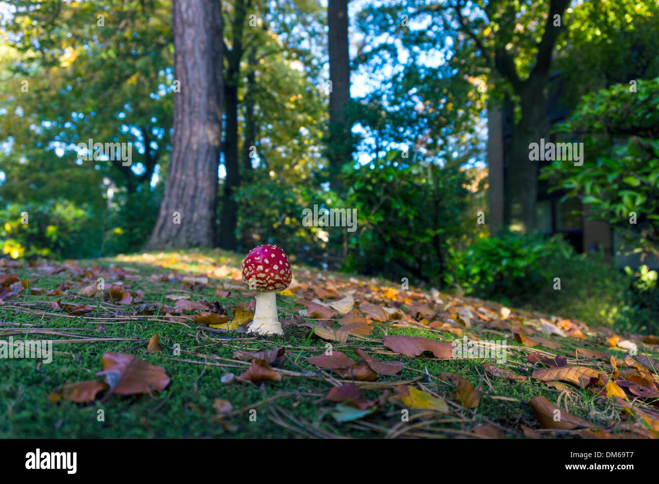 Amanita muscaria, Fly Agaric fungo rosso e bianco di funghi, toadstool in autunno, impostazione Foto Stock