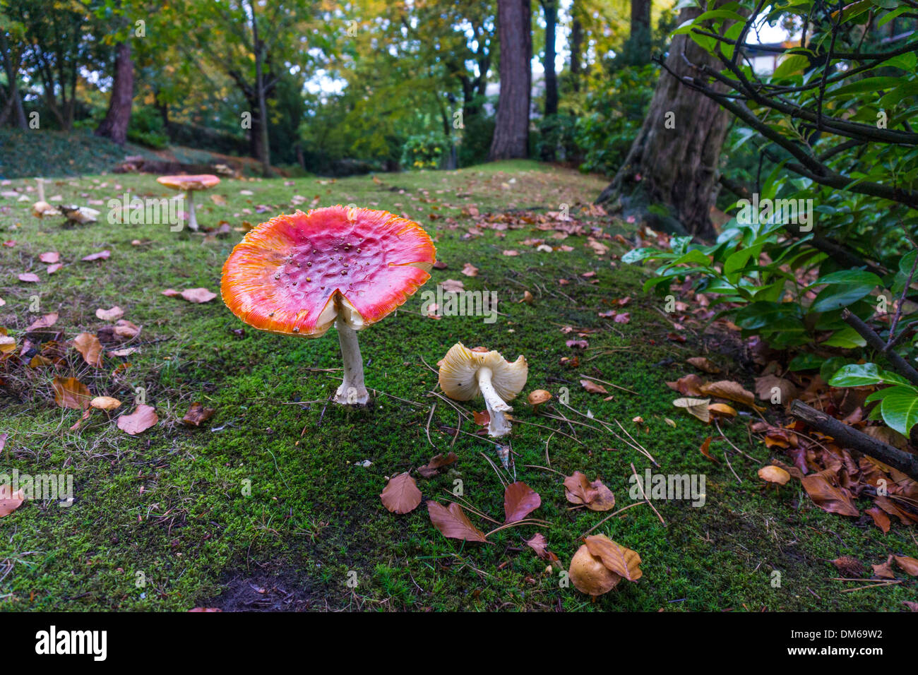 Amanita muscaria, Fly Agaric fungo rosso e bianco di funghi, toadstool in autunno, impostazione Foto Stock