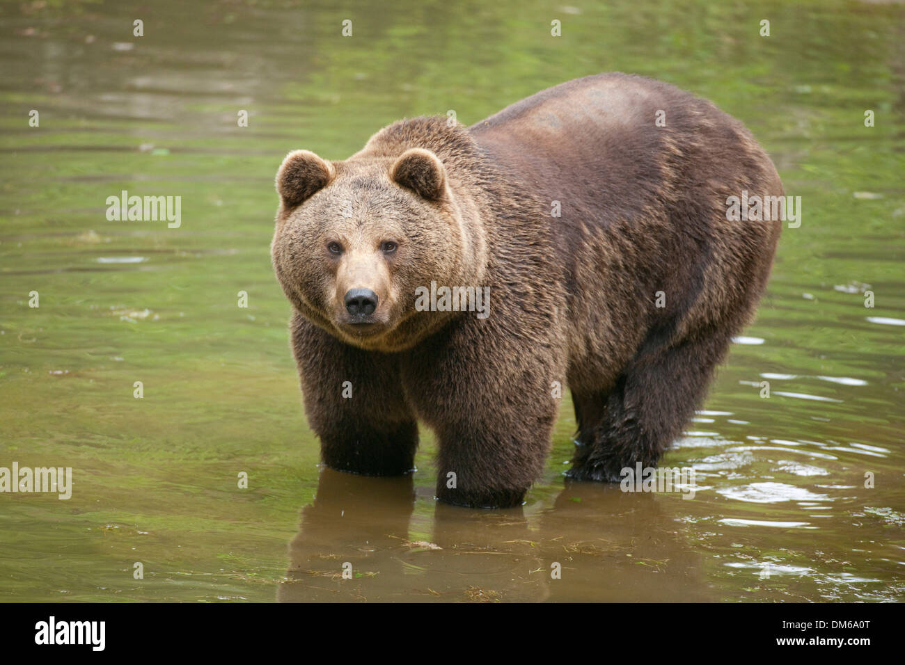 L'orso bruno (Ursus arctos), in piedi in acqua, animale enclosure, Parco Nazionale della Foresta Bavarese, Neuschönau, Bassa Baviera Foto Stock