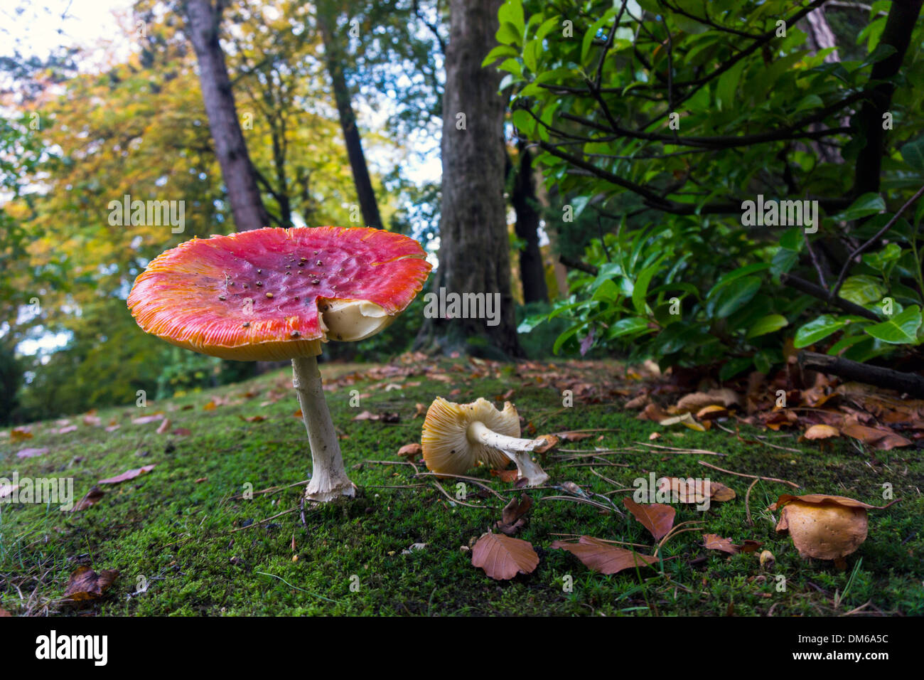 Amanita muscaria, Fly Agaric fungo rosso e bianco di funghi, toadstool in autunno, impostazione Foto Stock