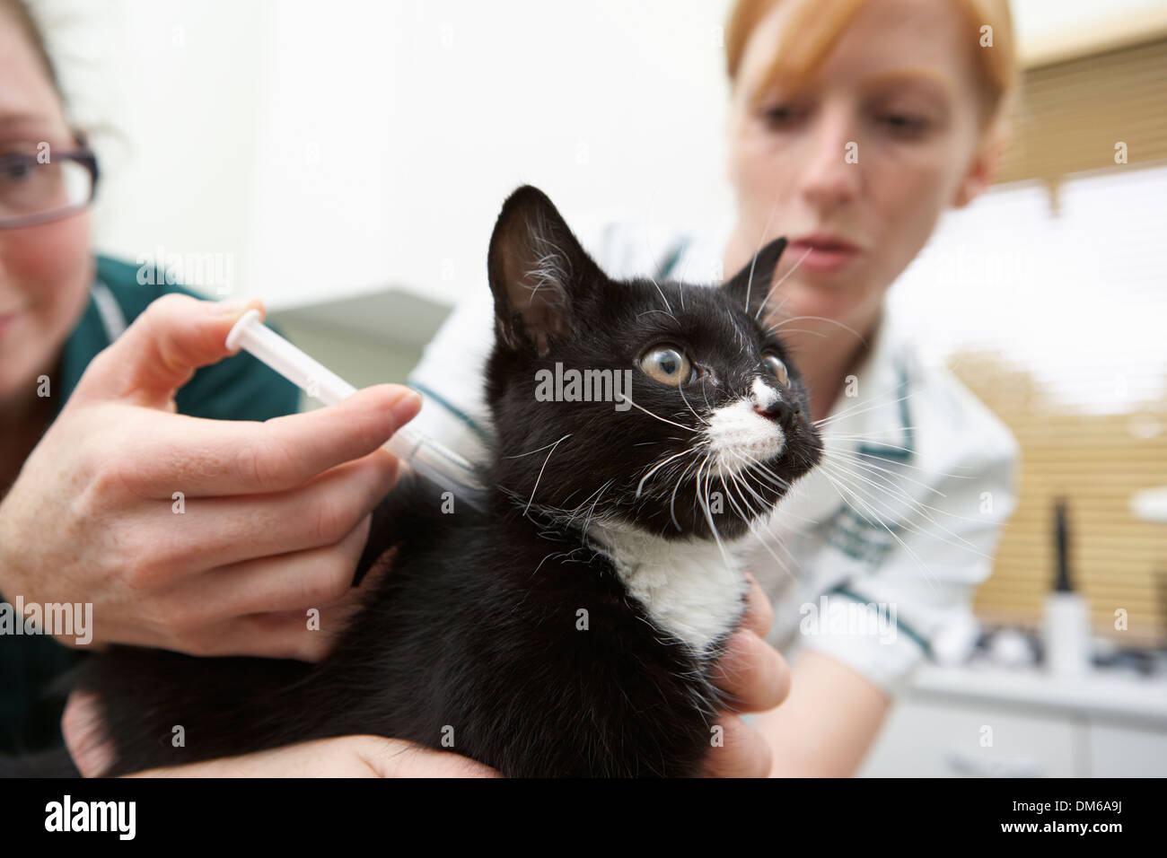Infermiere veterinario dando iniezione Cat Foto Stock