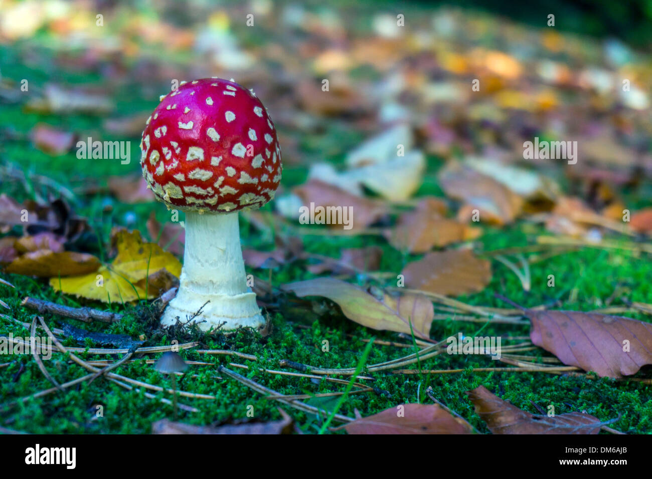 Amanita muscaria, Fly Agaric fungo rosso e bianco di funghi, toadstool in autunno, impostazione Foto Stock