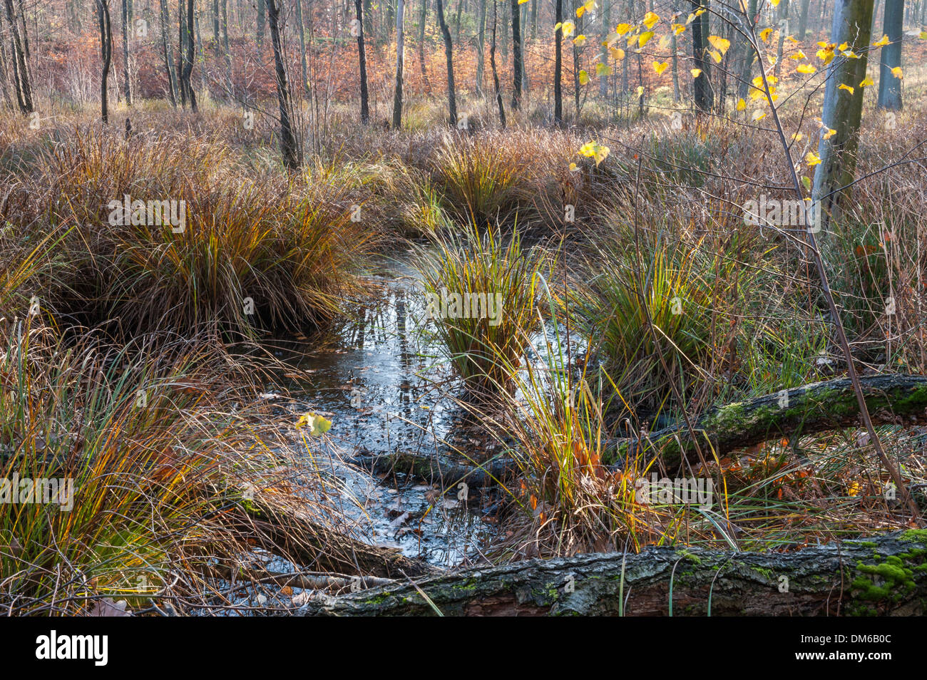Le zone umide in un crollo dolina, Ettersberg, Weimar, Turingia, Germania Foto Stock