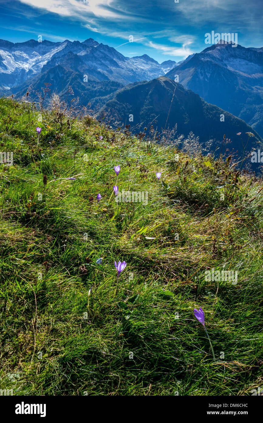 Viola autunno crocus fioritura nelle montagne dei Pirenei Foto Stock