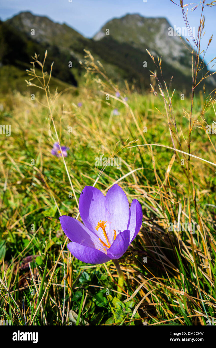 Viola autunno crocus fioritura nelle montagne dei Pirenei Foto Stock