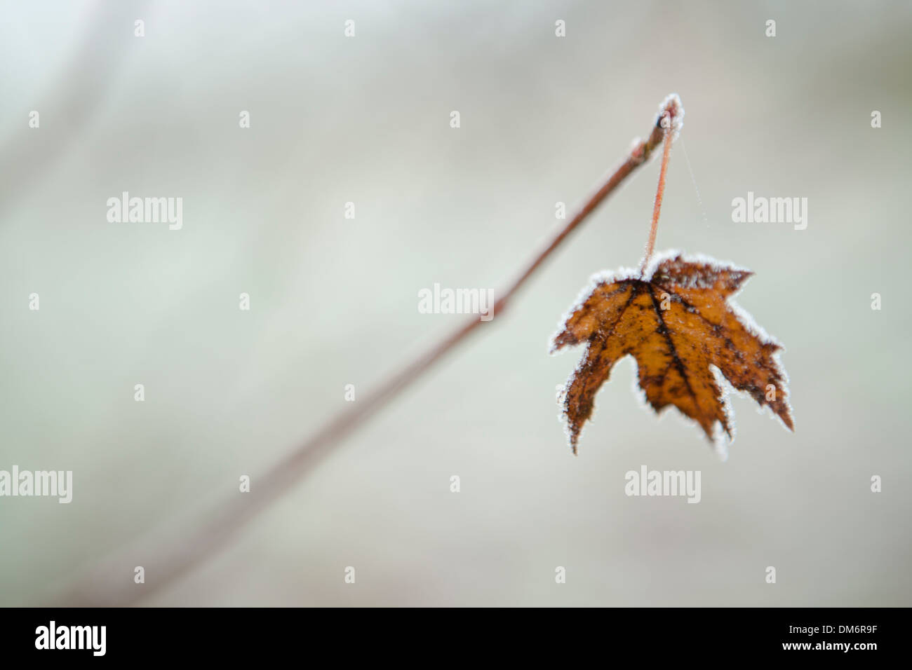 Una singola foglia marrone fissato per la fine di un ramo, circondato da un disco di frost. Foto Stock