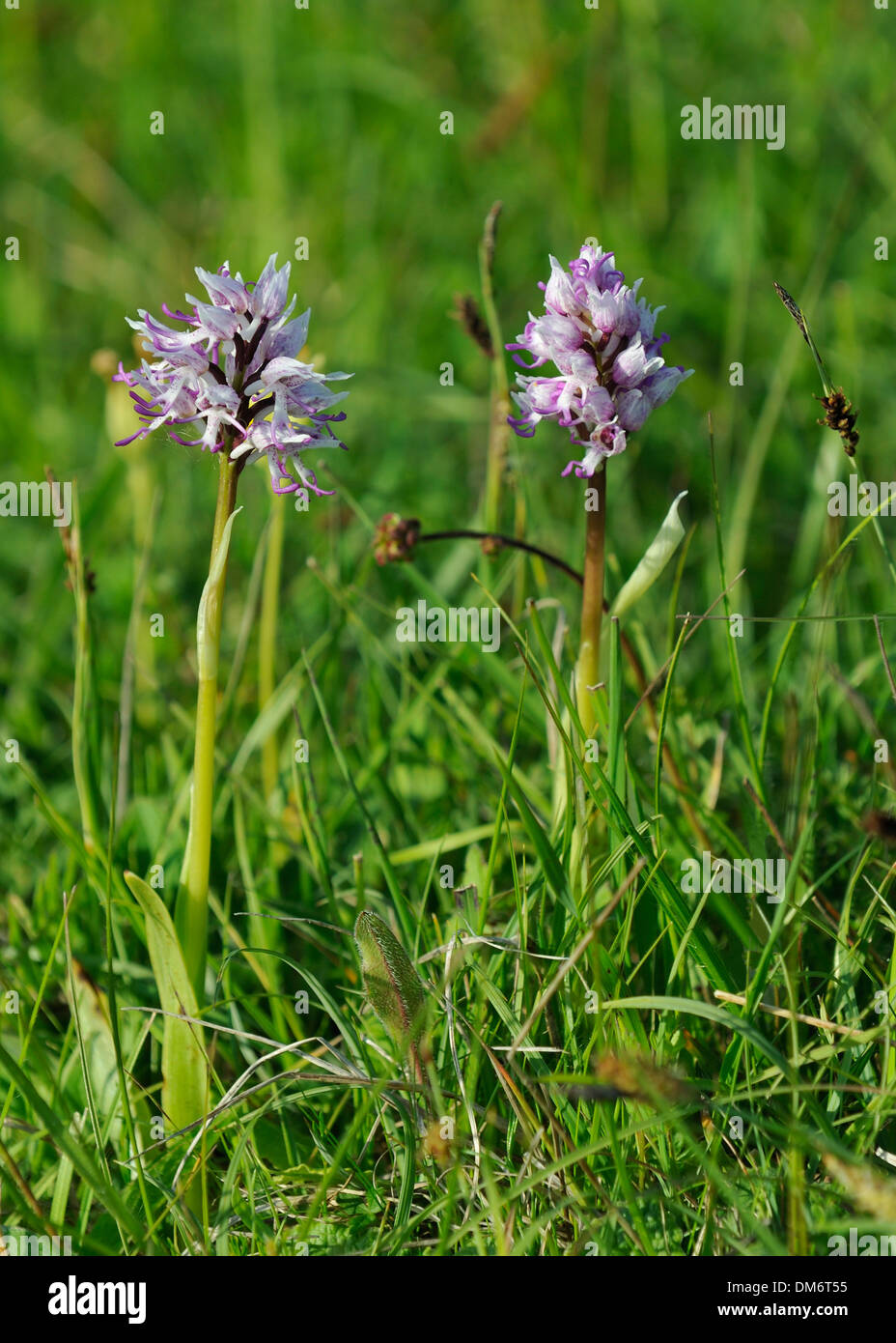 Due Orchide omiciattolo - Orchis simia rare orchidee britannico Foto Stock