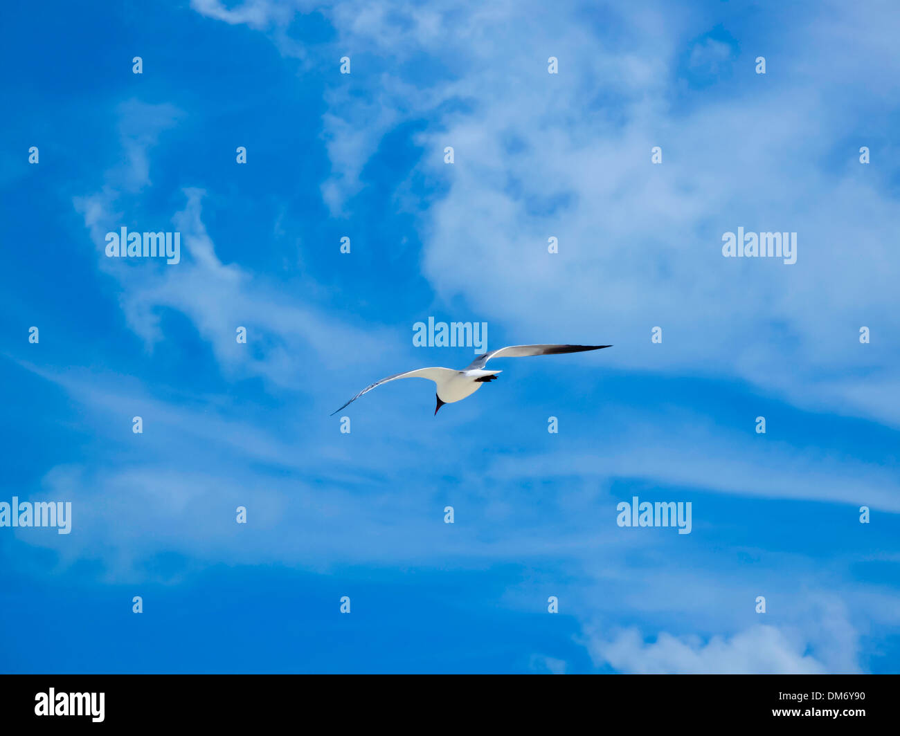 Uccello nel cielo Foto Stock