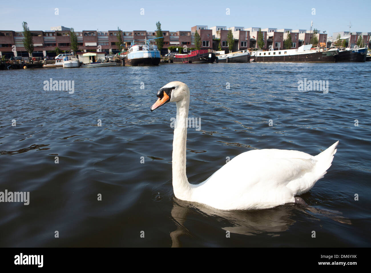 Il White Swan in Dutch Canal Foto Stock