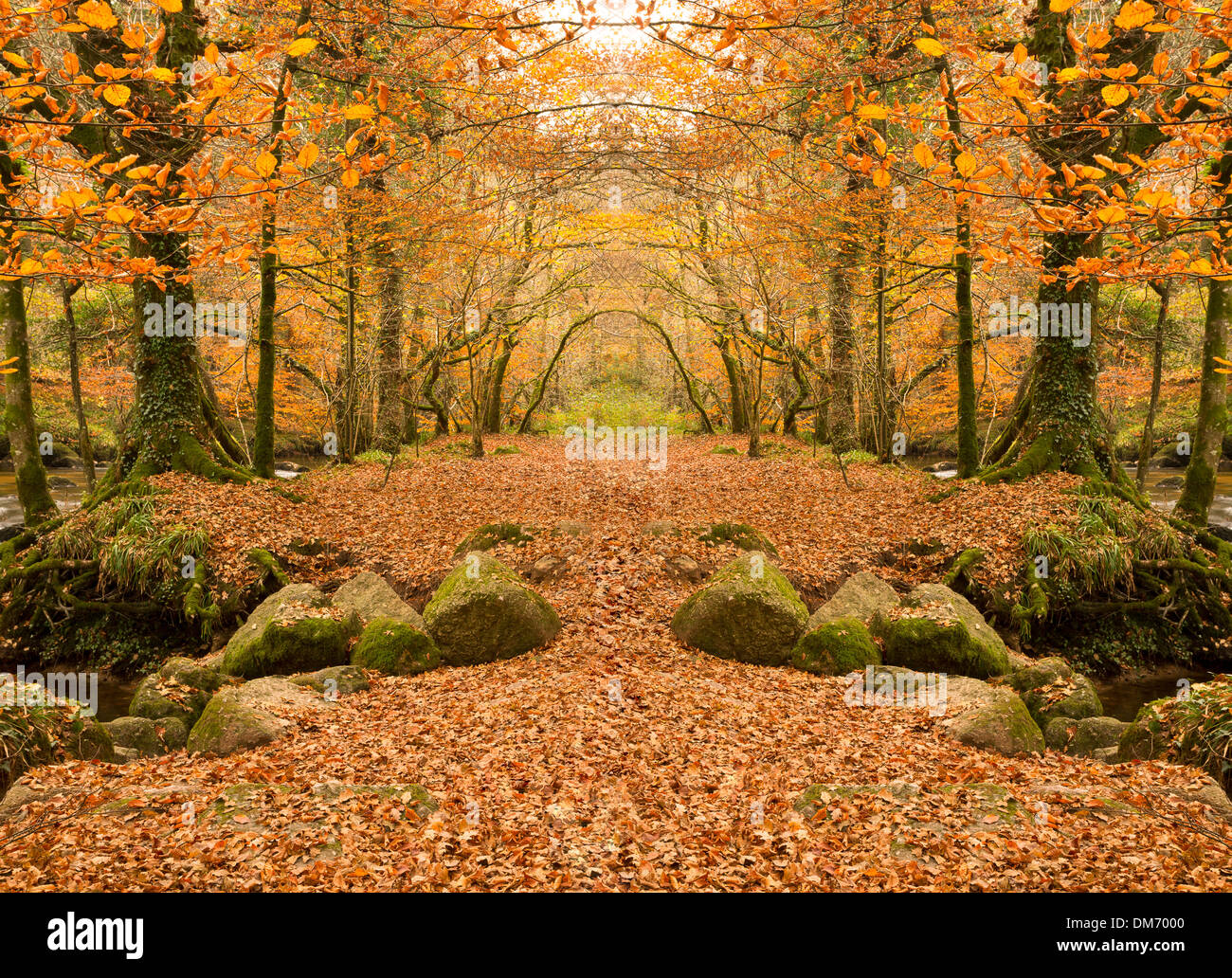 Autunno dorato dei colori in un bosco di Devon Regno Unito Foto Stock