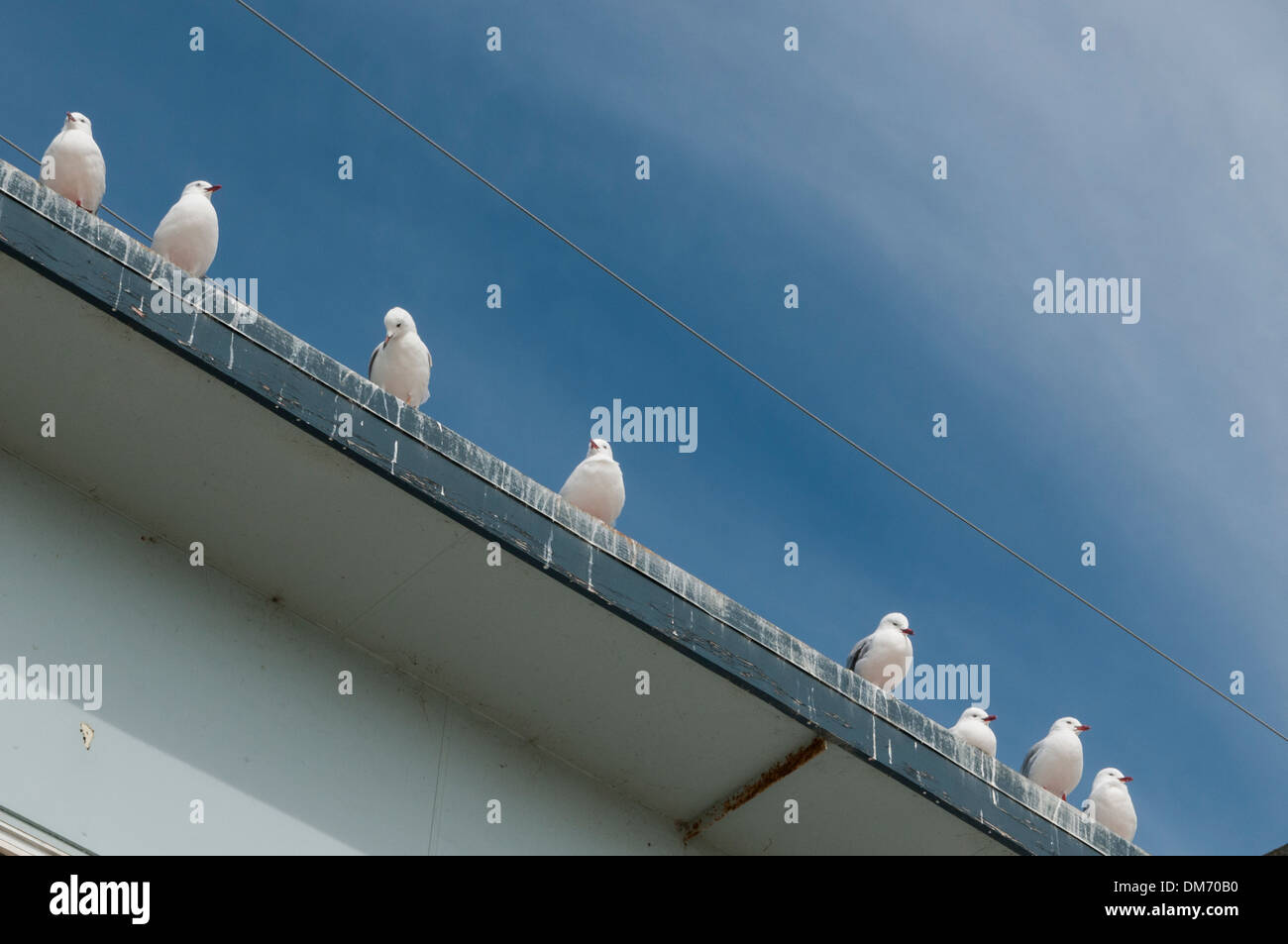 Rosso-fatturati i gabbiani (Larus novaehollandiae scopulinus), Moeraki, Otago, South Island, in Nuova Zelanda. Foto Stock