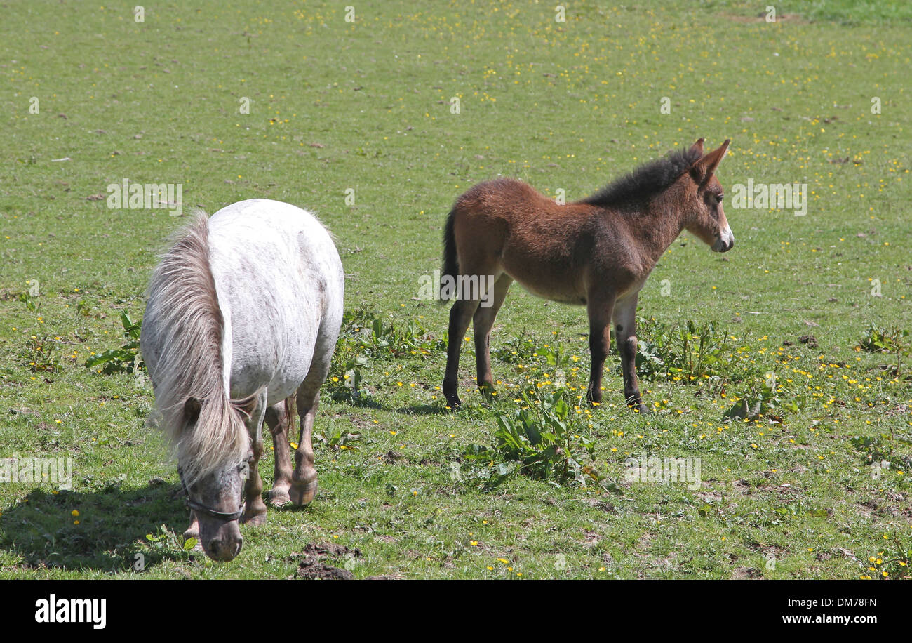 Pony Shetland mare con mini mule puledro Foto Stock