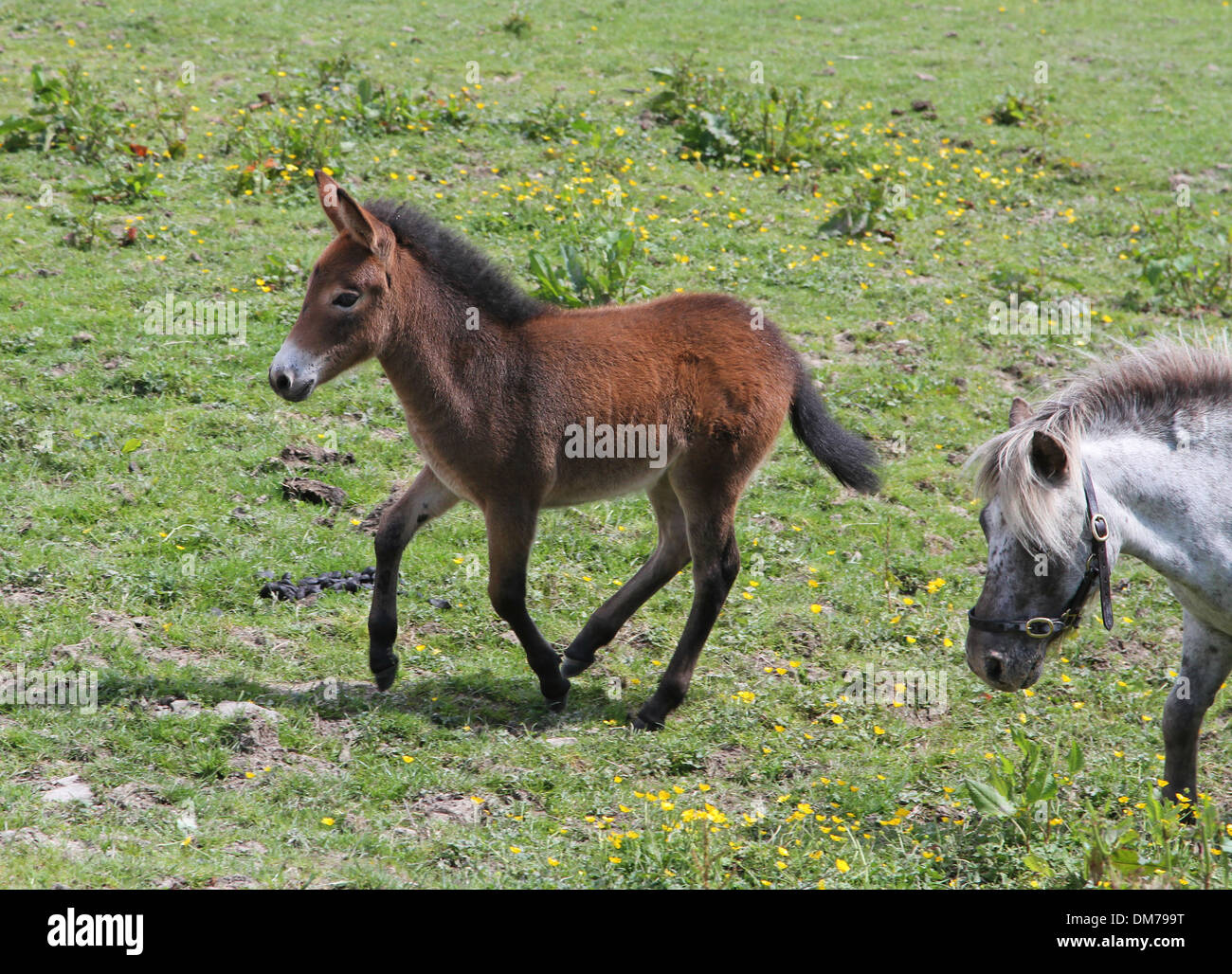 Pony Shetland mare con mini mule puledro Foto Stock