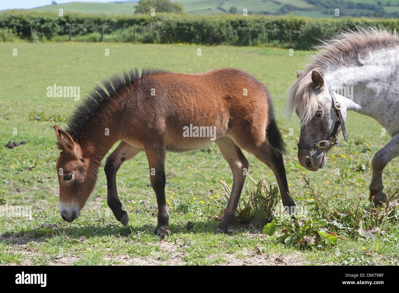 Pony Shetland mare con mini mule puledro Foto Stock