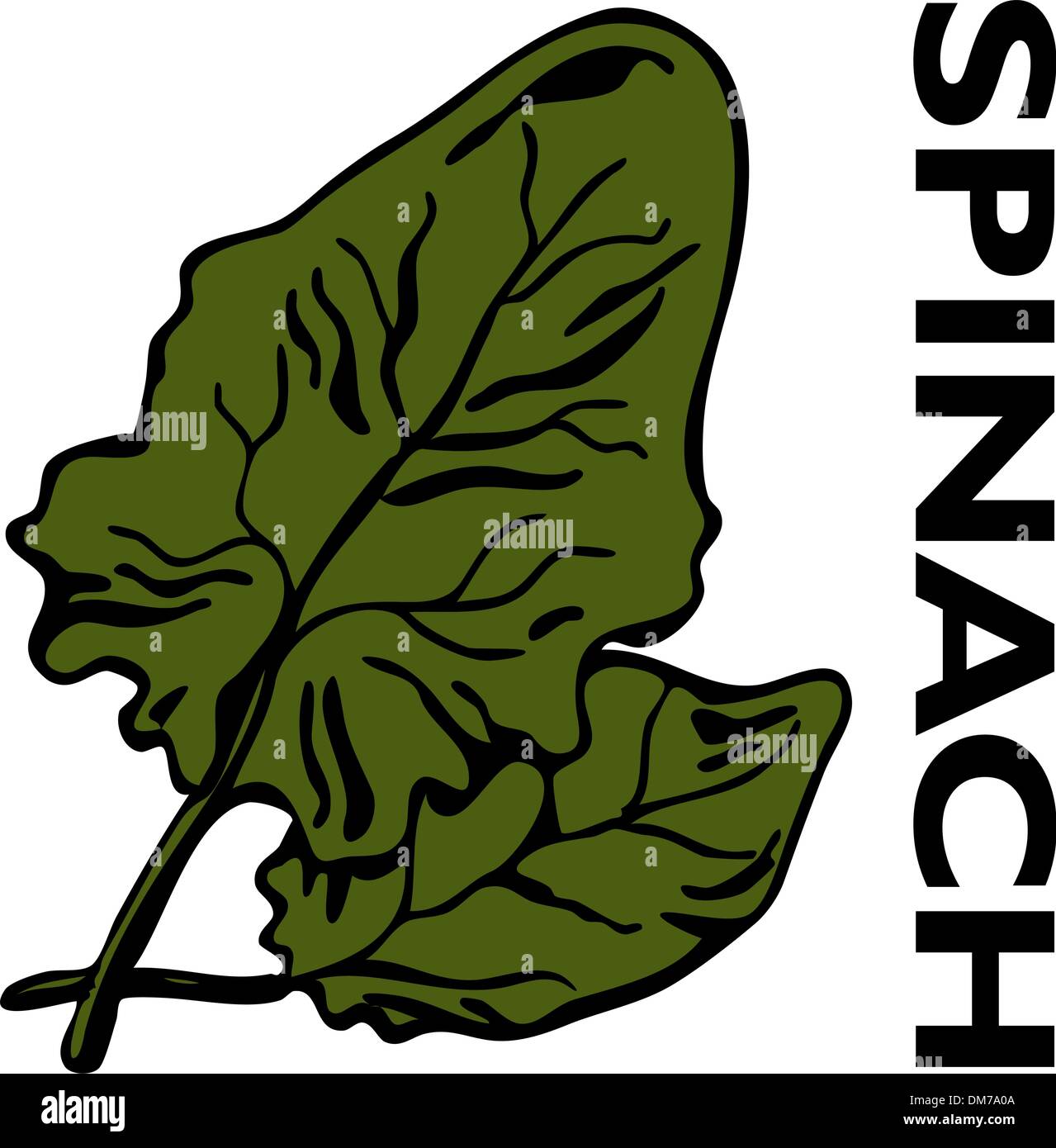 Spinaci Illustrazione Vettoriale