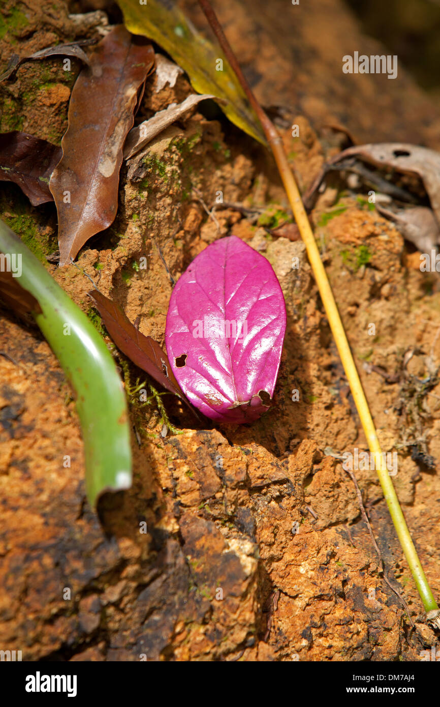 Dettaglio di una foglia di rosa in El Triunfo Riserva della Biosfera in Sierra Madre mountains, Chiapas, Messico. Foto Stock