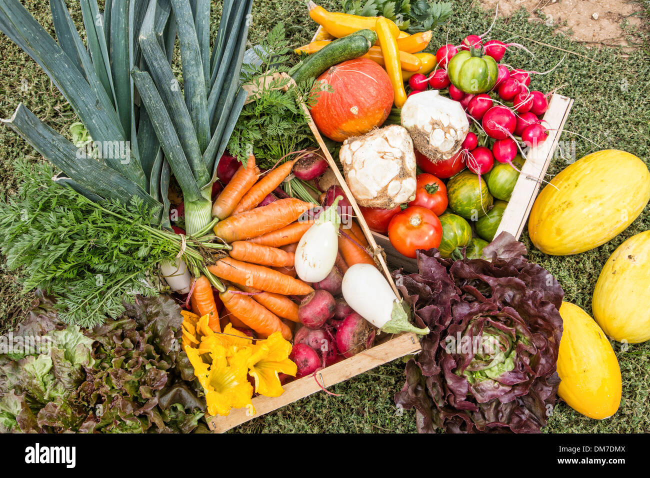 Organicamente prodotta da allevamento destinati alla AMAP (supportato dalla comunità ASSOCIAZIONE AGRICOLA) verdure organiche DALL'AGRICOLTORE ALEXANDRE MORNAS, BERCHERES-LES-PIERRES, EURE-ET-LOIR (28), Francia Foto Stock