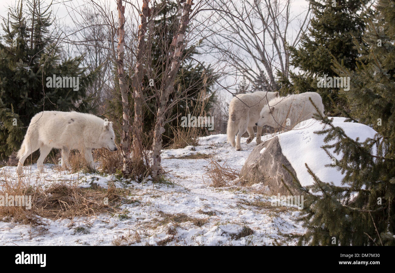 Tre Arctic lupi nella neve. Canis lupus arctos Foto Stock Tre Arctic lupi nella neve. Canis lupus arctos Foto Stock