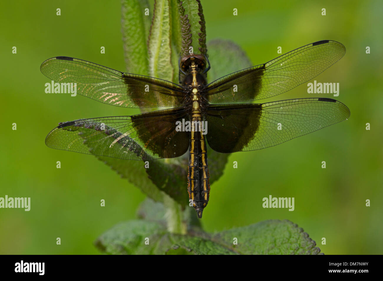 Vedova (Skimmer Libellula luctuosa) è uno del gruppo di libellule noto come il re gli skimmer, New York Foto Stock