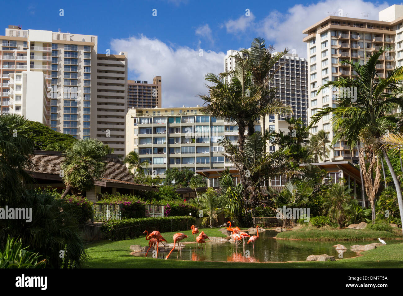 Stati Uniti d'America, Hawaii, Oahu, Honolulu, Waikiki, zoo & fenicotteri Foto Stock