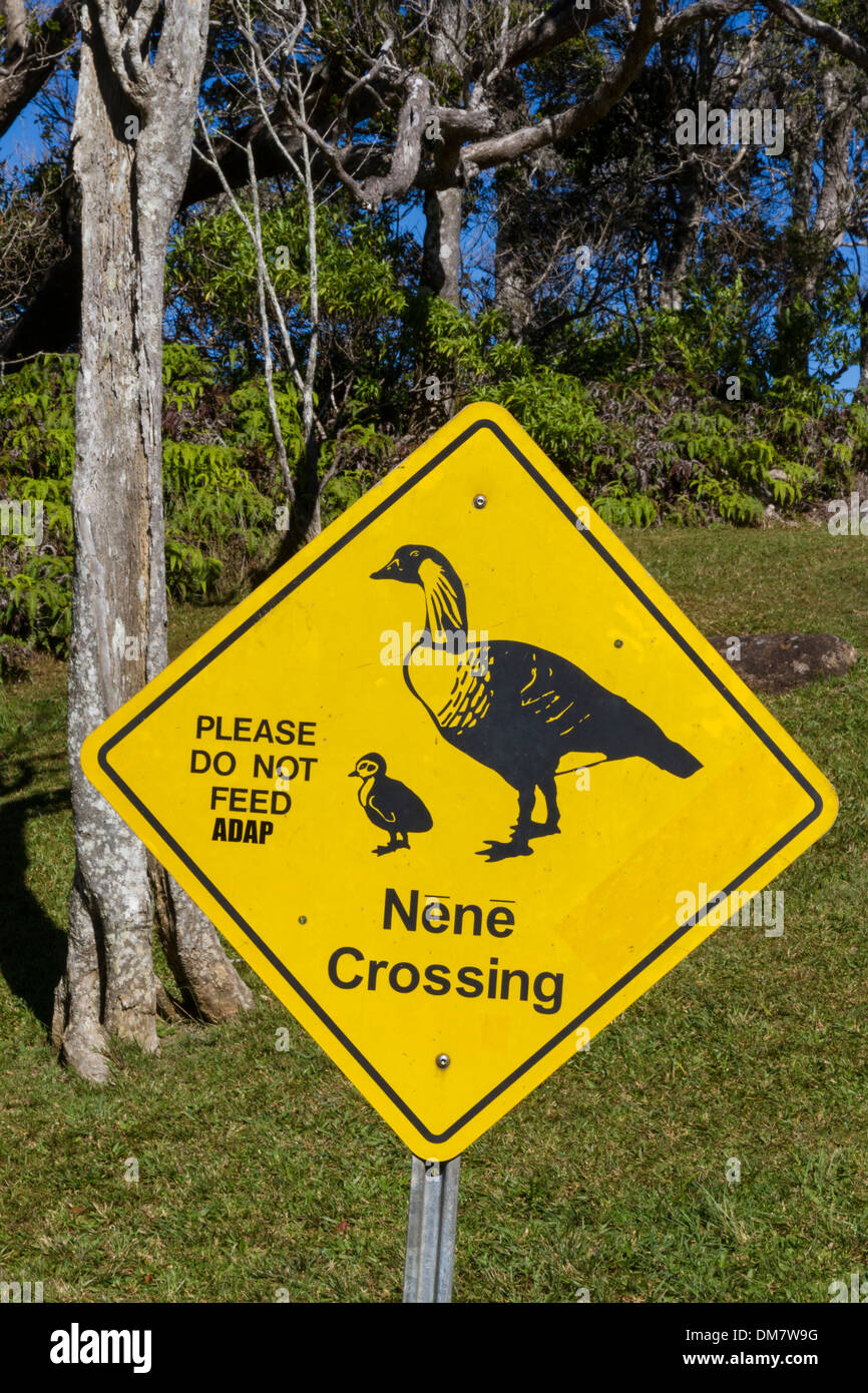 Stati Uniti d'America, Hawaii, Kauai, Kokee state park, Nene segno di attraversamento Foto Stock