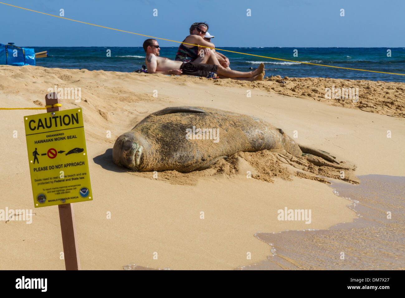 Stati Uniti d'America, Hawaii, Kauai, Poipu Beach, con protetto foca monaca & lucertole da mare Foto Stock