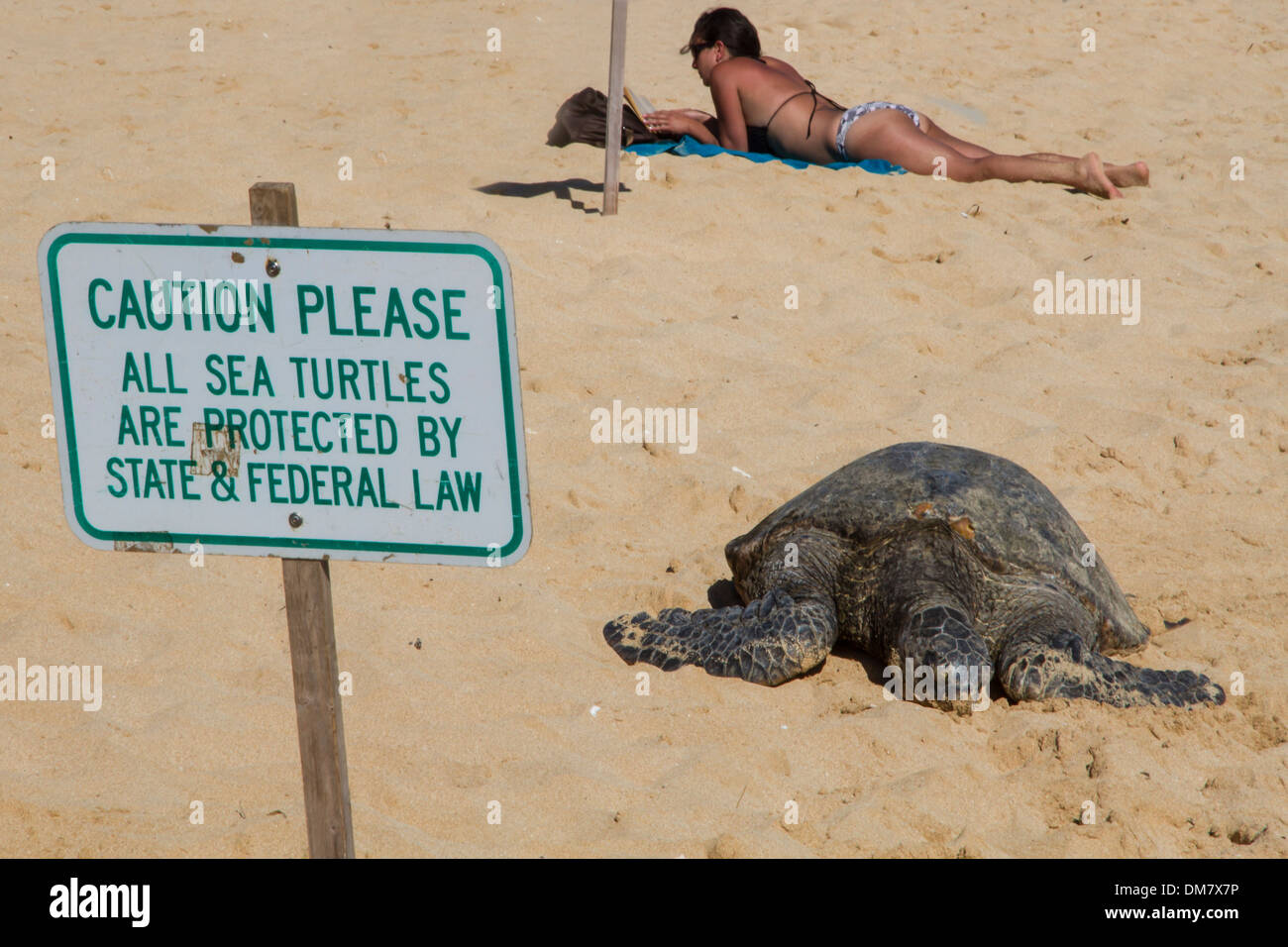 Stati Uniti d'America, Hawaii, Kauai, Poipu Beach, con tartarughe protette & sunbather Foto Stock