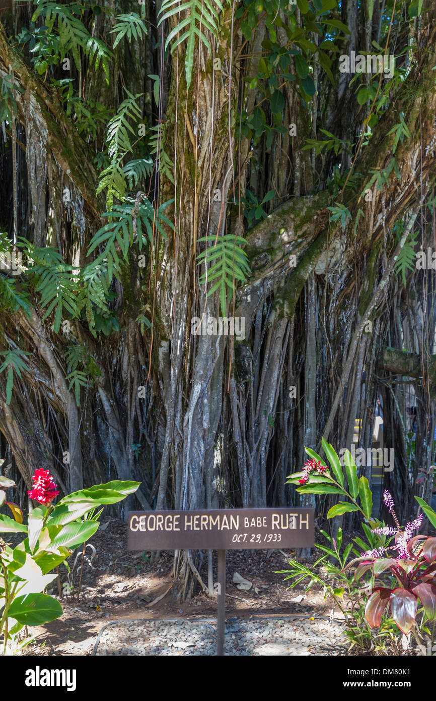 Stati Uniti d'America, Hawaii, Hawaii (grande) Isola, Hilo, Babe Ruth memorial tree Foto Stock