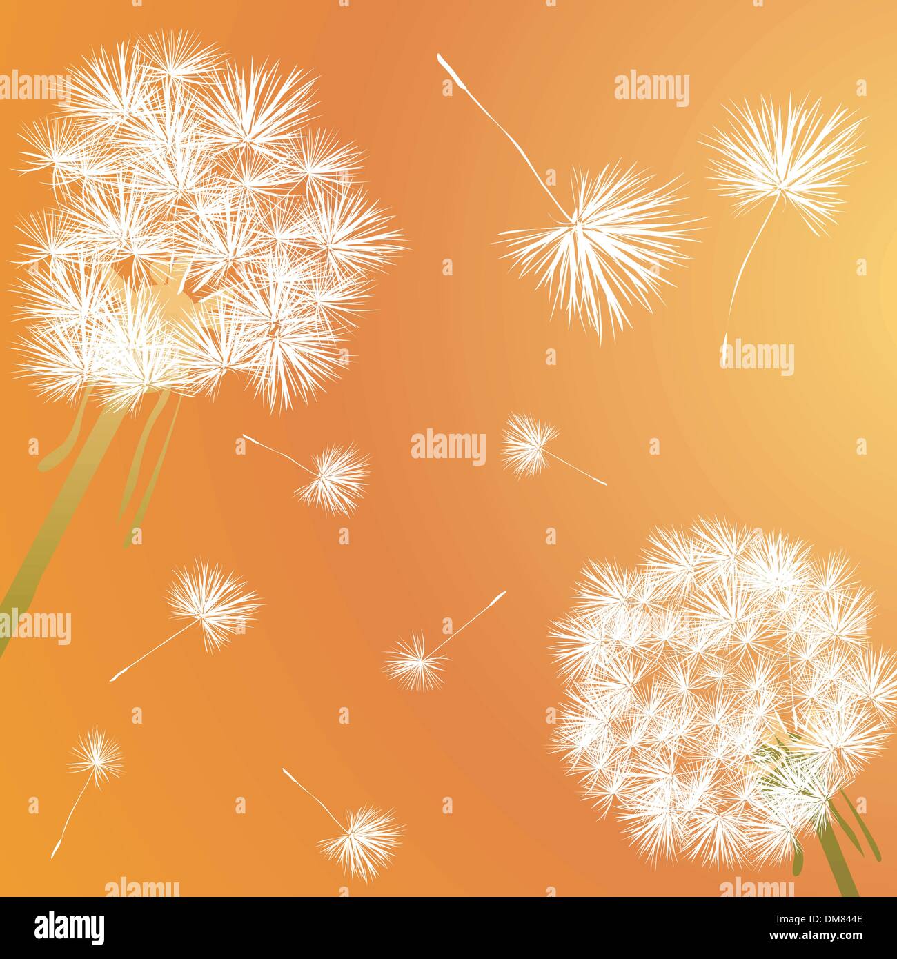 dente di Leone Illustrazione Vettoriale