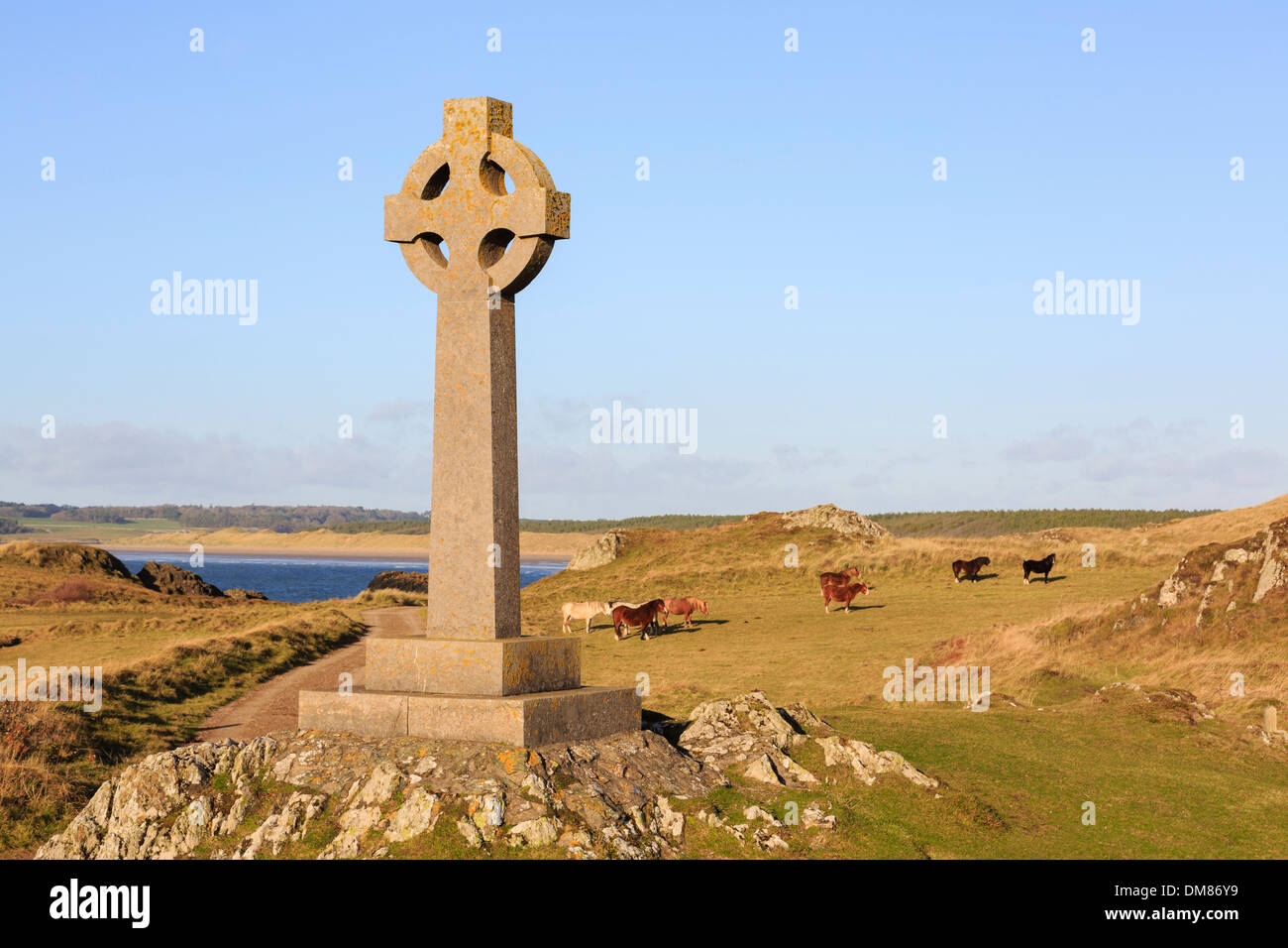 St Dwynwen's Celtic croce di pietra e wild Pony Welsh su Ynys Llanddwyn isola riserva naturale nazionale AONB Newborough Isola di Anglesey nel Galles REGNO UNITO Foto Stock
