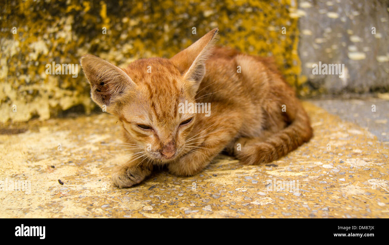 Wild gatto randagio Sihanoukville in Cambogia il Sud Est asiatico Foto Stock